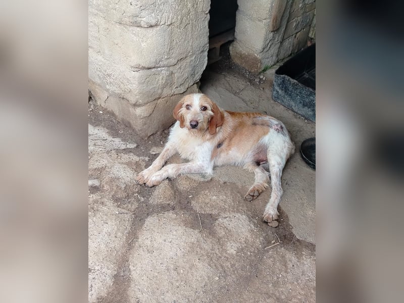 Pluto - Berufswunsch: Glückspilz