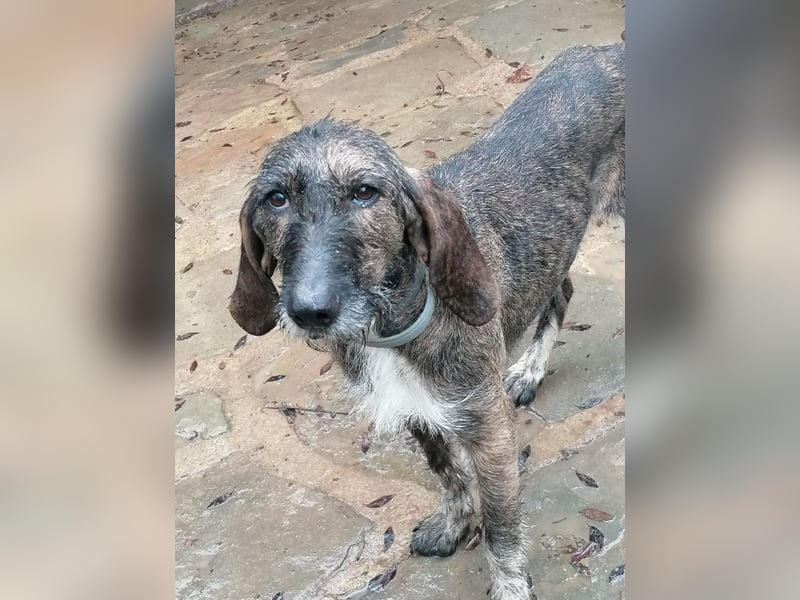 Kira - Ultraliebe Hündin sucht dringend Anschluss