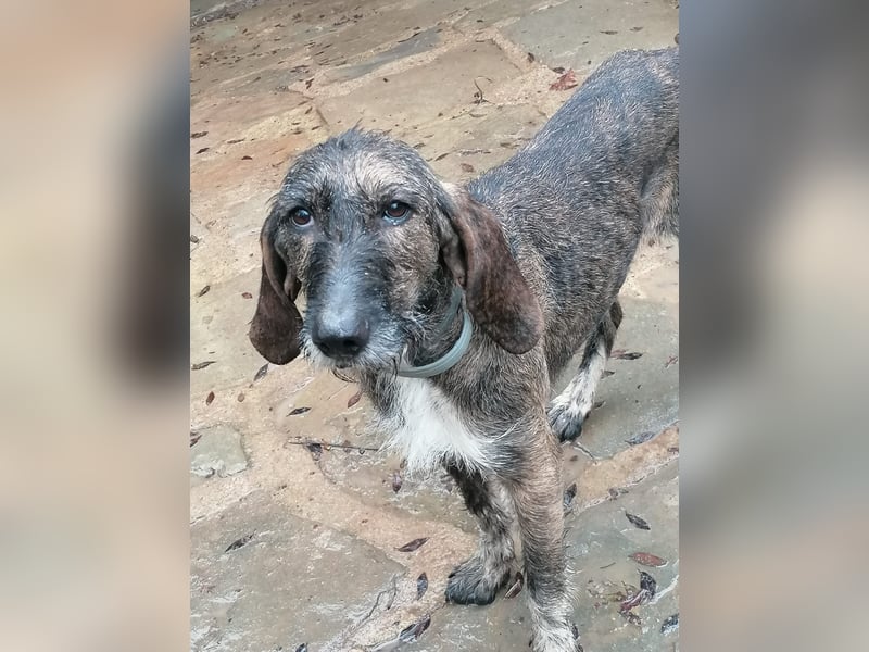 Kira - (Dringend Zuhause oder Pflegestelle gesucht) Ultraliebe Hündin sucht dringend Anschluss