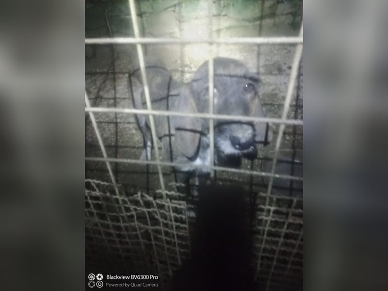 Kira - Ultraliebe Hündin sucht dringend Anschluss