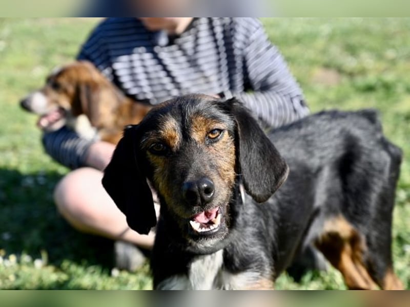 Gio - aussortiert - und immer noch bereit, jemandem ihr Herz zu verschenken