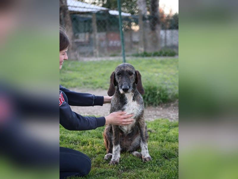Kira - Ultraliebe Hündin sucht dringend Anschluss