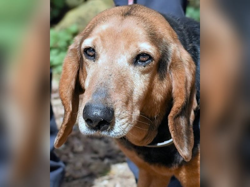 Cimbro - Ab jetzt nur noch Liebe, Goldstaub und Sonnenschein