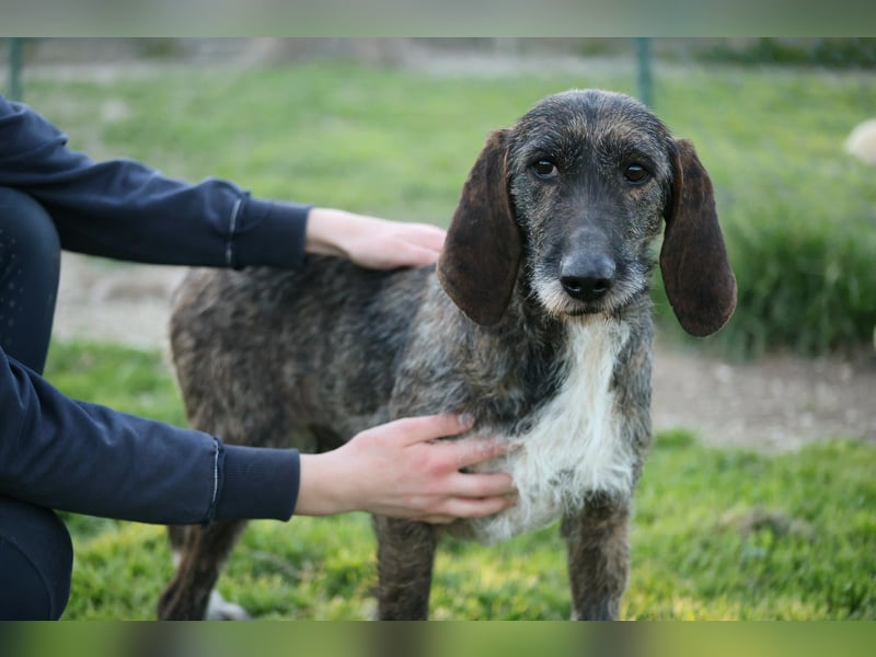 Kira - Ultraliebe Hündin sucht dringend Anschluss