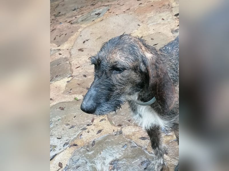 Kira - Ultraliebe Hündin sucht dringend Anschluss