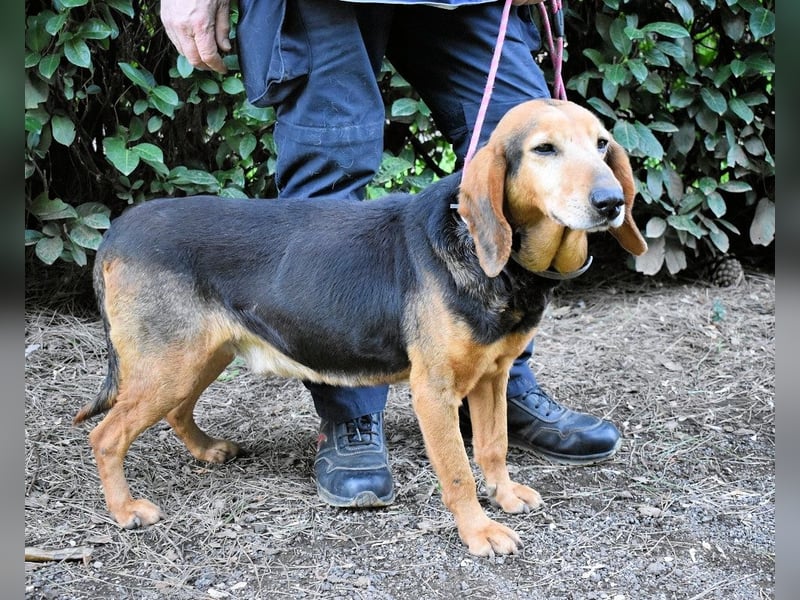 Cimbro - Ab jetzt nur noch Liebe, Goldstaub und Sonnenschein