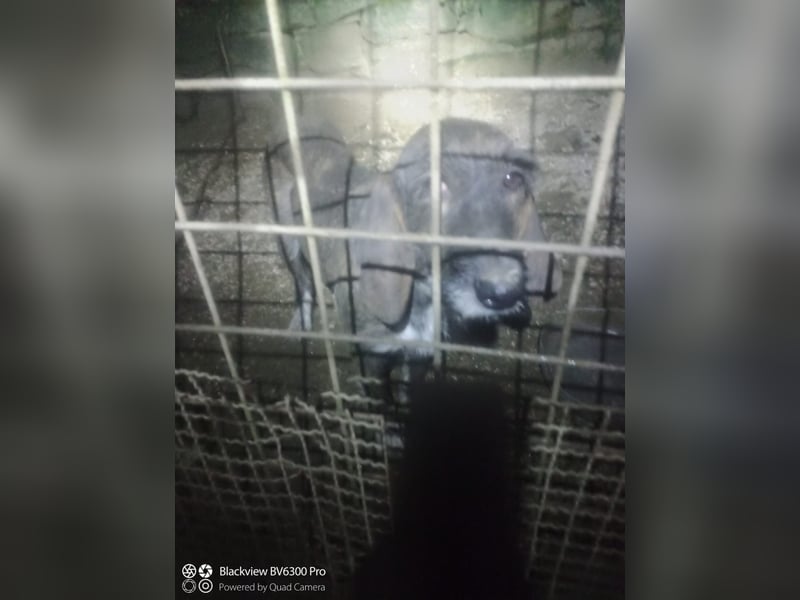 Kira - (Dringend Zuhause oder Pflegestelle gesucht) Ultraliebe Hündin sucht dringend Anschluss