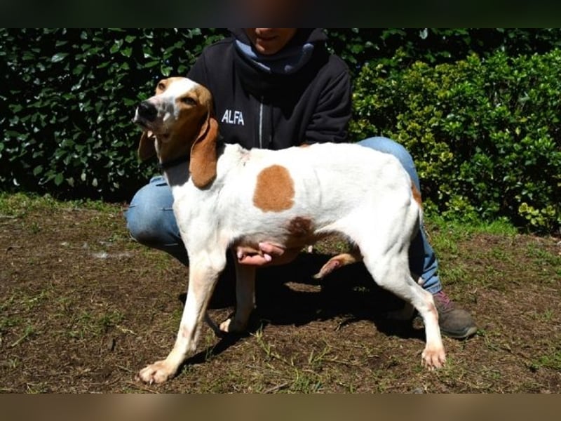 Deva - Die Sache mit dem Regen, der Traufe und einem Leben