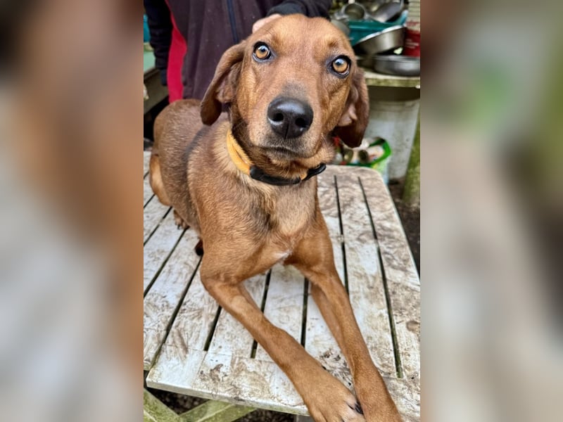 Gavin - Wenn selbst die italienische Polizei eingreift ....