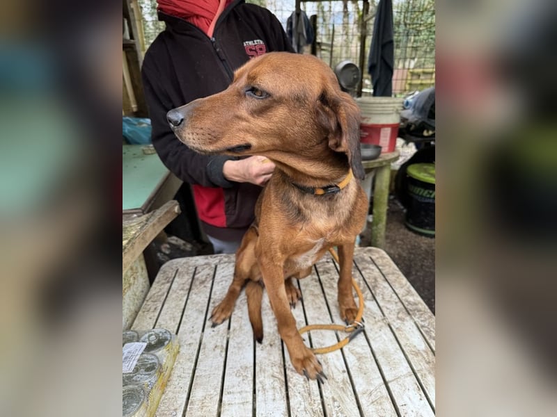 Gavin - Wenn selbst die italienische Polizei eingreift ....