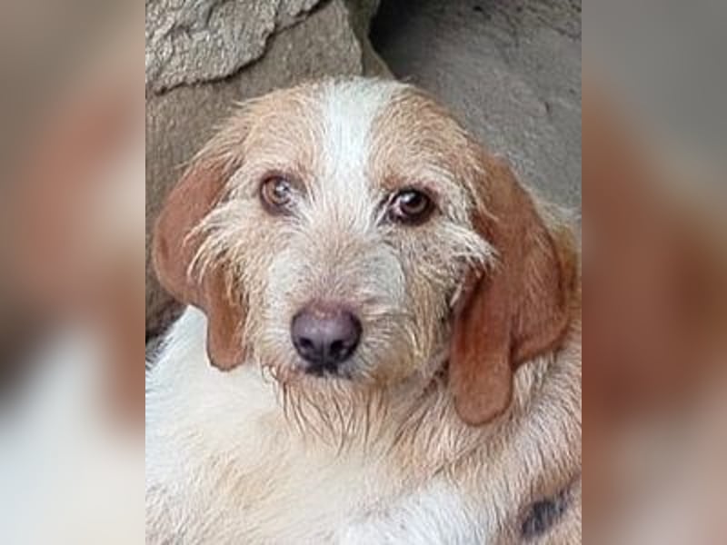 Pluto - Berufswunsch: Glückspilz