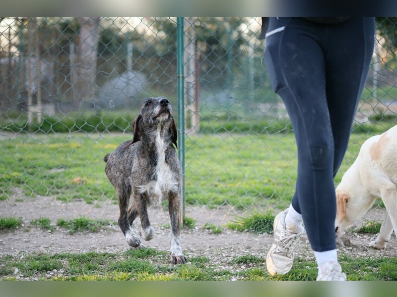 Kira - Ultraliebe Hündin sucht dringend Anschluss