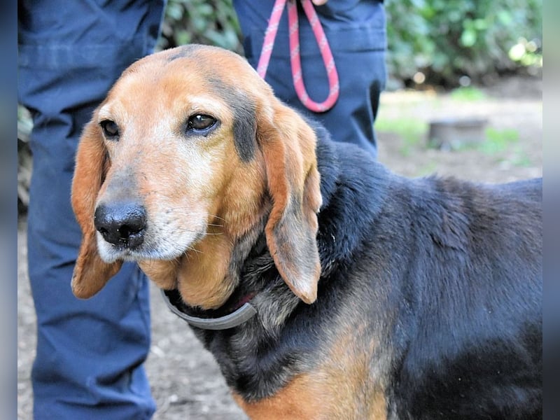 Cimbro - Ab jetzt nur noch Liebe, Goldstaub und Sonnenschein