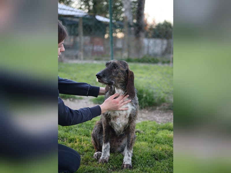 Kira - Ultraliebe Hündin sucht dringend Anschluss