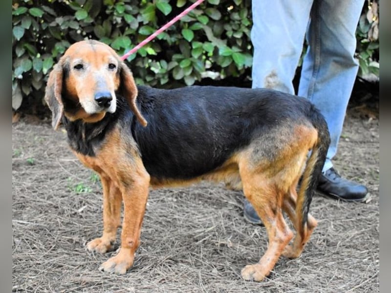 Cimbro - Ab jetzt nur noch Liebe, Goldstaub und Sonnenschein