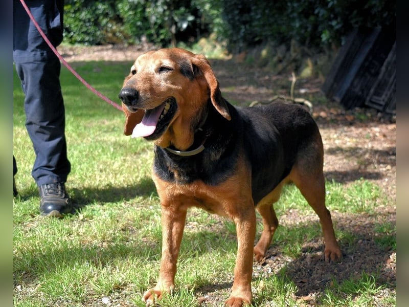 Cimbro - Ab jetzt nur noch Liebe, Goldstaub und Sonnenschein