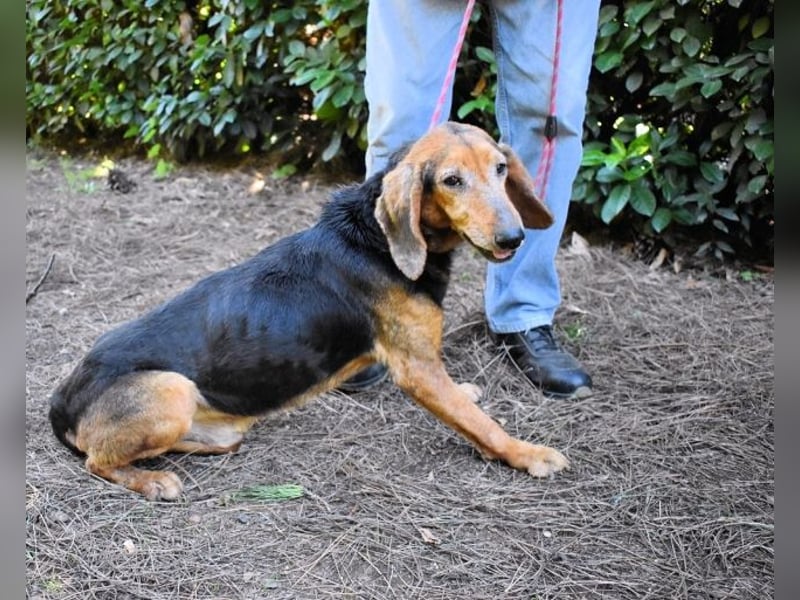 Cimbro - Ab jetzt nur noch Liebe, Goldstaub und Sonnenschein