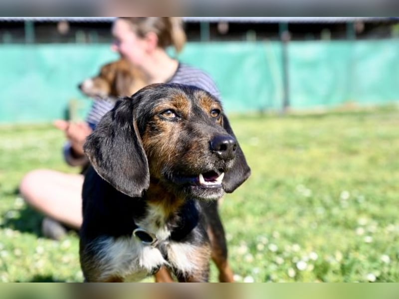 Gio - aussortiert - und immer noch bereit, jemandem ihr Herz zu verschenken