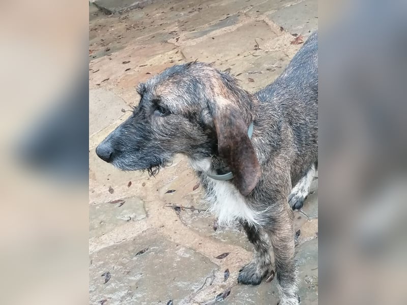 Kira - Ultraliebe Hündin sucht dringend Anschluss