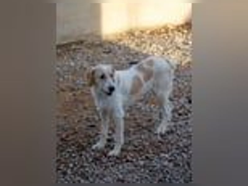 Filippino - ein kleiner Kämpfer sucht mutigen Begleiter