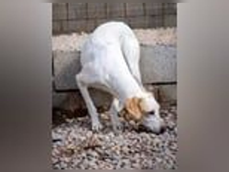 Swarovski- Wenn man kein Vertrauen hat