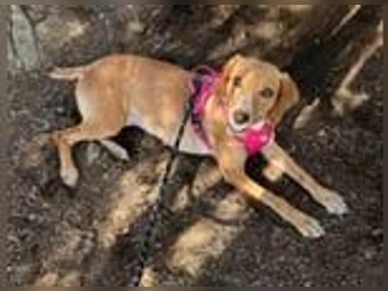 Dabby – eine kleine Kämpferin mit großem Herzen - reserviert