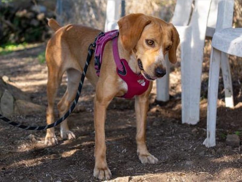 Dabby – eine kleine Kämpferin mit großem Herzen - reserviert