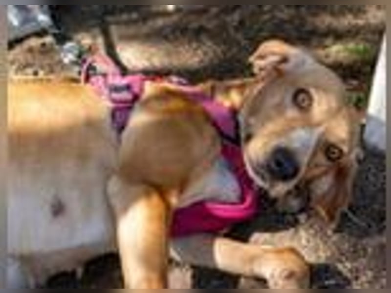 Dabby – eine kleine Kämpferin mit großem Herzen - reserviert