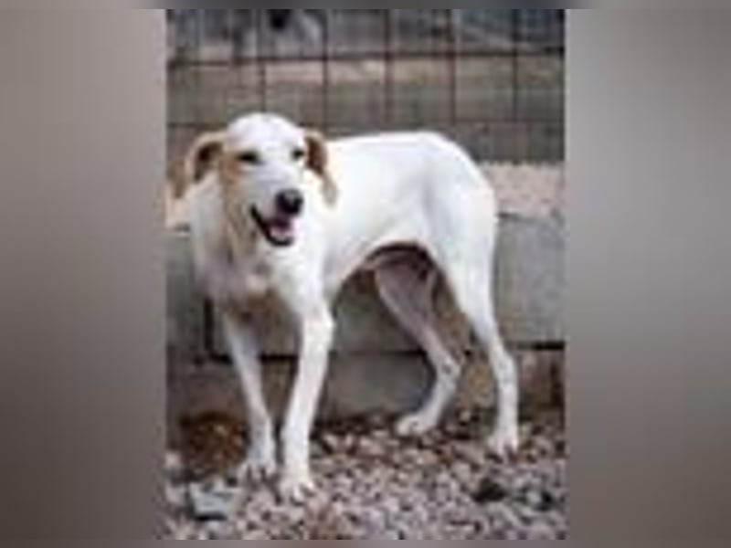 Swarovski- Wenn man kein Vertrauen hat