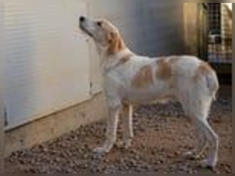 Filippino - ein kleiner Kämpfer sucht mutigen Begleiter