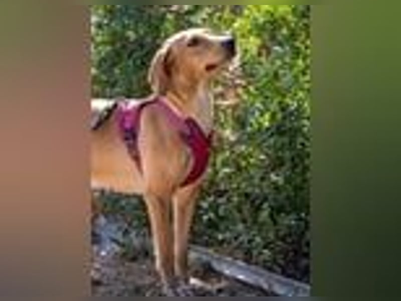 Dabby – eine kleine Kämpferin mit großem Herzen - reserviert