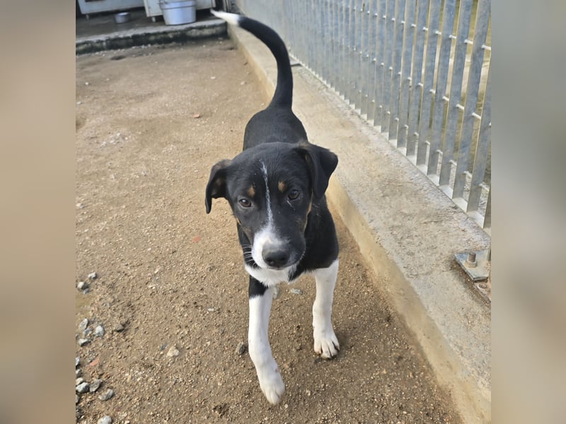 Zero: er wäre gerne Familienhund