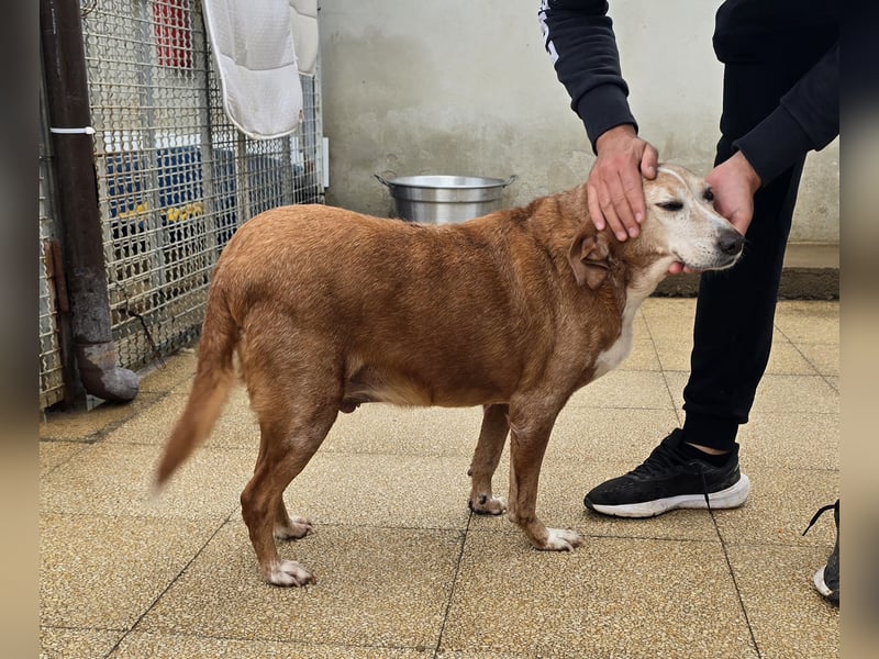 Perla: einmal nur geliebt werden...