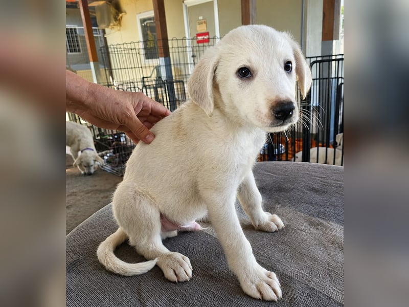 Stefanino: kleiner Fratz sucht Kuschelplatz