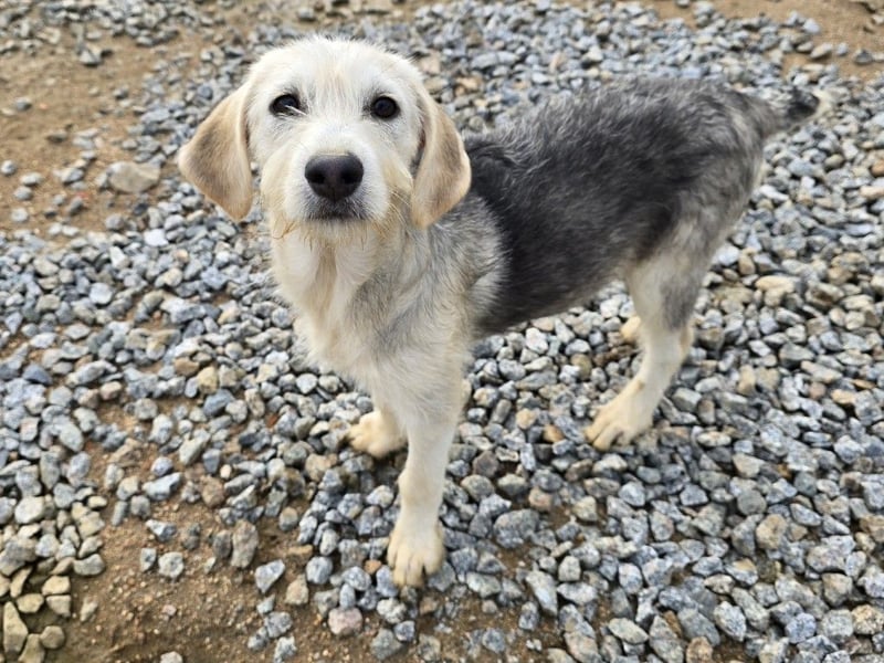 Cupcake: einfach nur Zucker