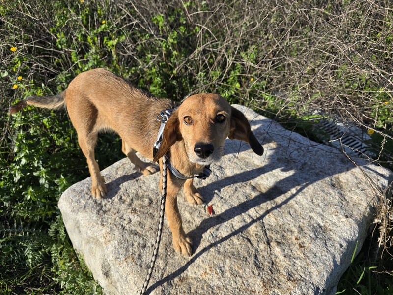 Lilli: sie muss man lieb haben