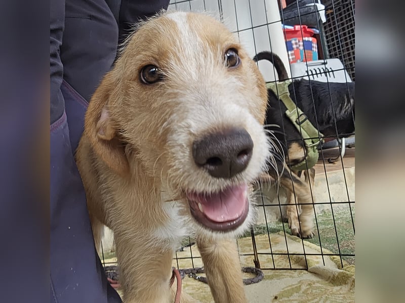 Simon: kleiner Herzensbrecher