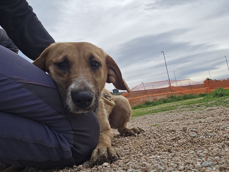 Veneranda: tolle Familienhündin