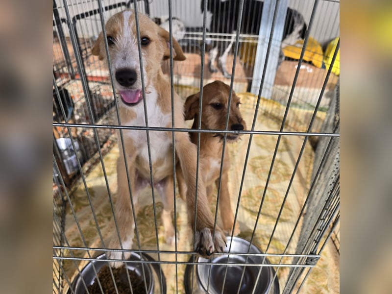 Simon: kleiner Herzensbrecher