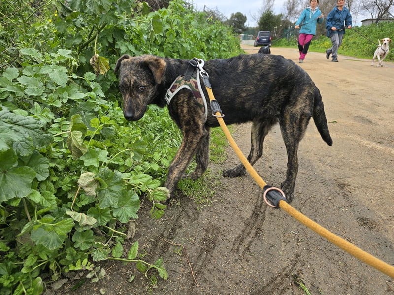 Frieda: ein echter Hingucker