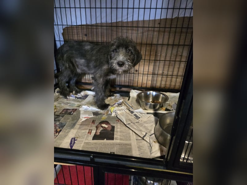 Astra: bereit für ihre eigene Familie