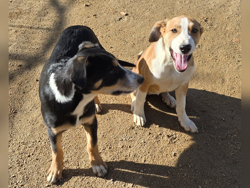 Billie: Hallo, hier bin ich!