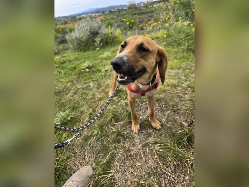 Veneranda: tolle Familienhündin