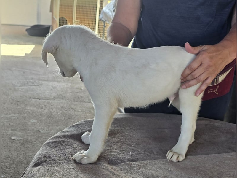 Stefanino: kleiner Fratz sucht Kuschelplatz