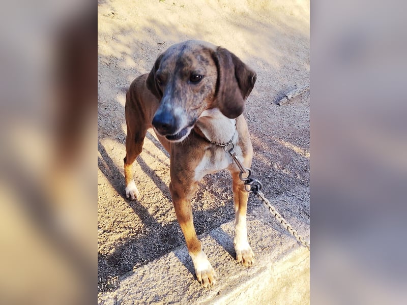 Toots: von der Kette ins liebevolle Zuhause