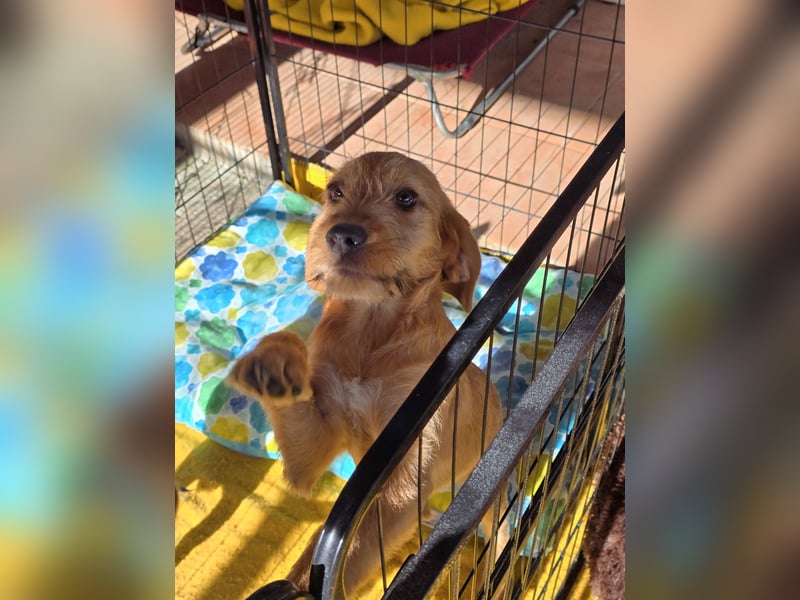 Simon: kleiner Herzensbrecher