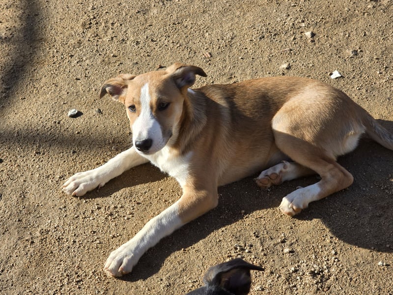 Billie: Hallo, hier bin ich!