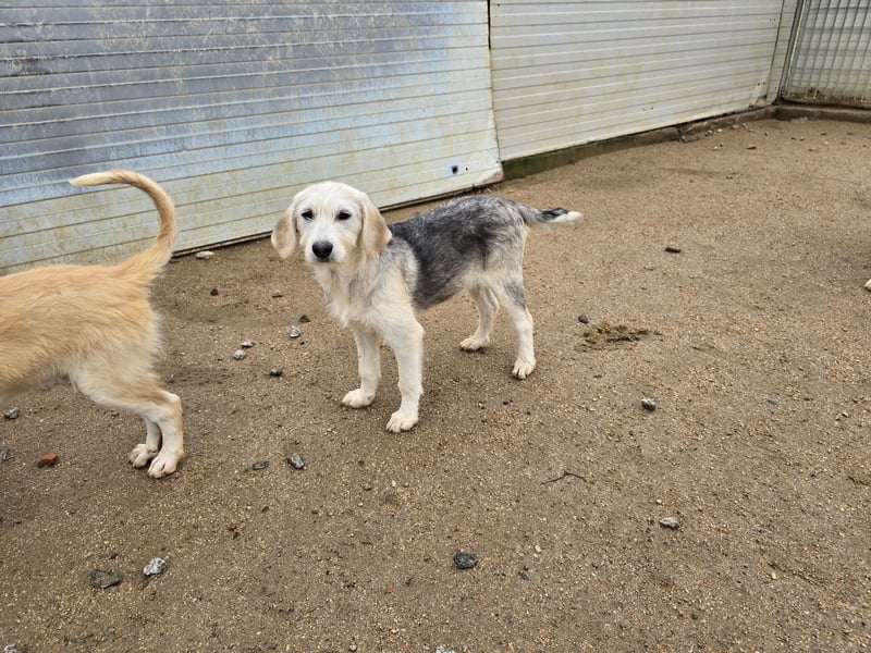 Cupcake: einfach nur Zucker