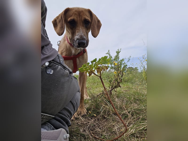 Veneranda: tolle Familienhündin