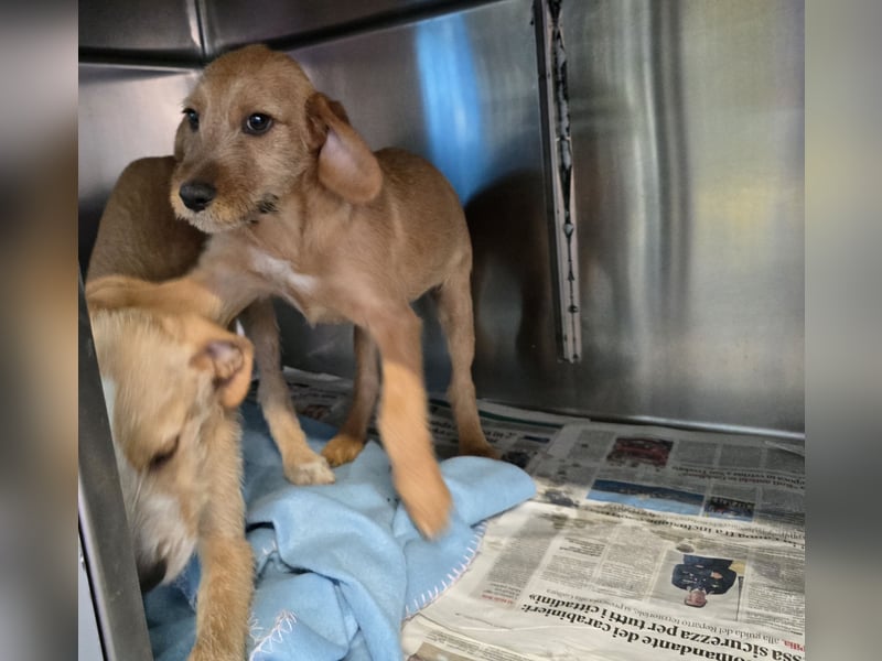 Simon: kleiner Herzensbrecher